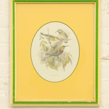 Vintage Birds by George Edwards