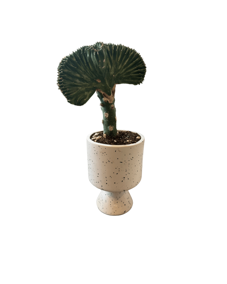 Plant and Pot | Rogala Design | Englewood, CO