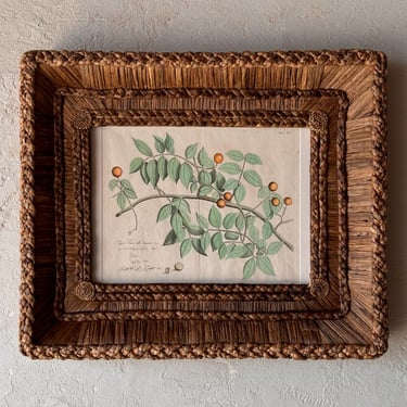 Gusto Woven Frame with Hendrik Adriaan van Rheede tot Drakenstein Hand-Colored Engraving from Hortus Malabaricus LIV