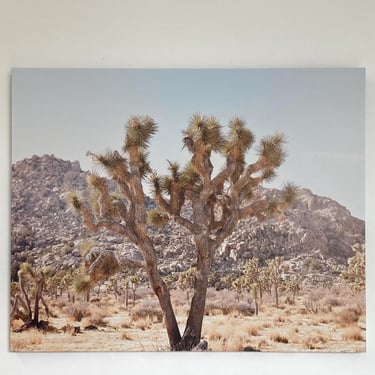 Joshua Tree Appreciation, Print on Canvas