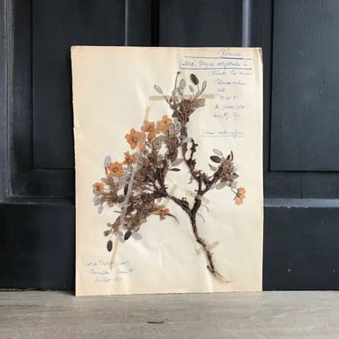 French Herbarium Collection, Native Botanicals, Dried Flowers for Framing, Set of 10, French Farmhouse 