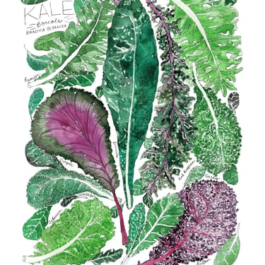 Types of Kale Watercolor Art Print