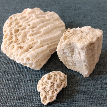 Coral Fossils 3 Pieces Perfect for Beach Themed Home Decor Free Shipping 