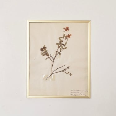 French framed botanical, “helianthenum”