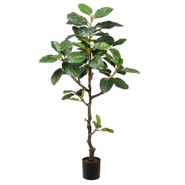 64" King Ficus Plant