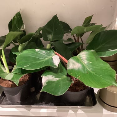 Philodendron White Knight