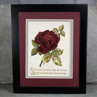 1900s Greeting Card Mounted and Matted | Red Rose | Vintage Art | Fits in Standard 8x10 Frame | UNFRAMED 