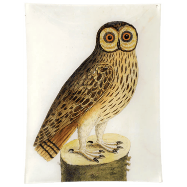 #1 - Great Brown Owl 10 x 13&quot; Rect. Tray