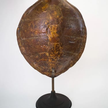 Antique Large Turtle sea mounted in the manner of Deyrolle et fils