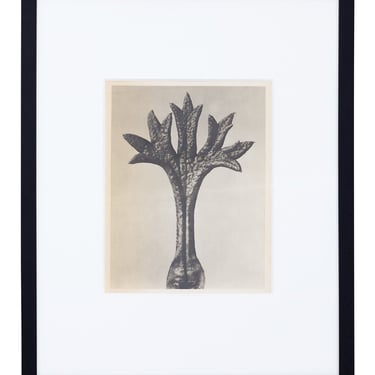 Vintage Blossfeldt Print - XVII