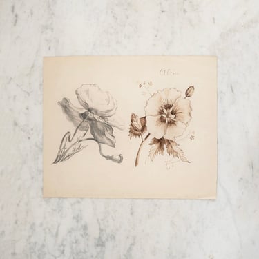 antique french flower study, 1894