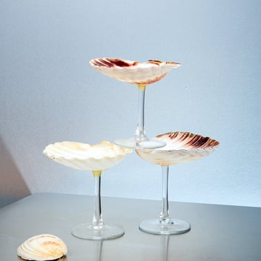 Shell Glass