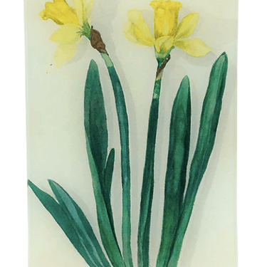 Jonquil 6&quot; x 9&quot; Tray