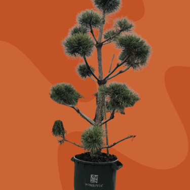 French Blue Scotch Pine