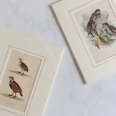 antique ornithological prints