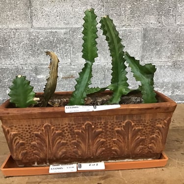 Decorative Terra Cotta Planter (Seattle)