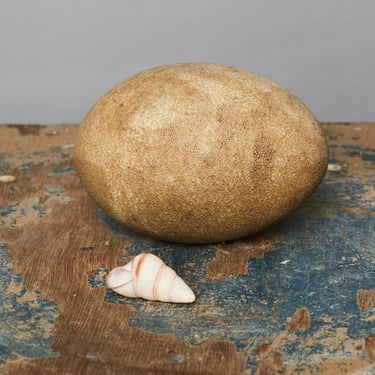 Cassowary Egg from Papua