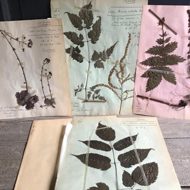 French Herbarium Collection, Native Botanicals, Dried Flowers for Framing, Set of 4, French Farmhouse 