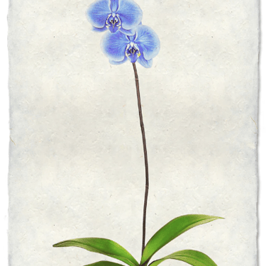 Etta (Orchids)