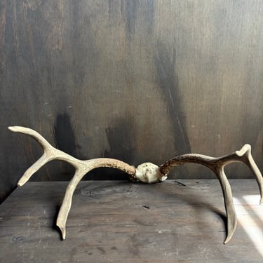 Small Mule Deer Antlers Skull Cap