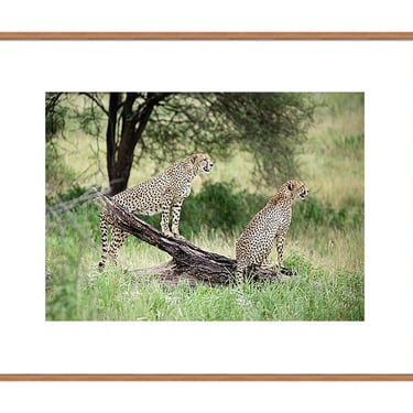 Safari Print, Tanzania Africa Wall Art, Wildlife Photography, Cheetah Photo Print, African Cheetah Wall Art, Animal Print Travel Photography 