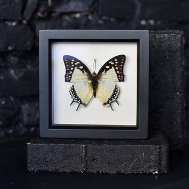 Black Framed Great Nawab Butterfly