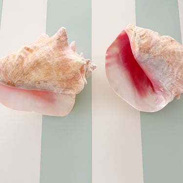 Pair of Island Conch Shells