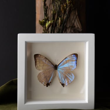 White Framed Pearl Morpho Butterfly