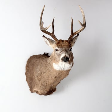 antique deer mount, stag head taxidermy 