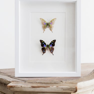 Framed Skeletonized Purple Mountain Swallowtail Butterfly Collection