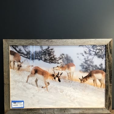 Nature Photo of Pronghorn (Seattle)