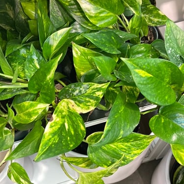 4" Golden Pothos