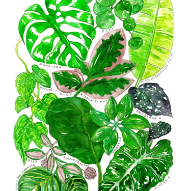 Types of Houseplants Watercolor Art Print