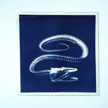 Fish Skeleton Cyanotype on Watercolor Paper (D)