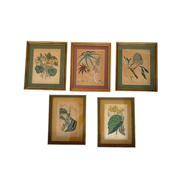 Antique Framed Botanical Lithographs-Set of 5 