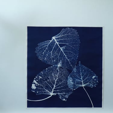 Large 'Skeletal Leaves' Cyanotype on Watercolor Paper 41