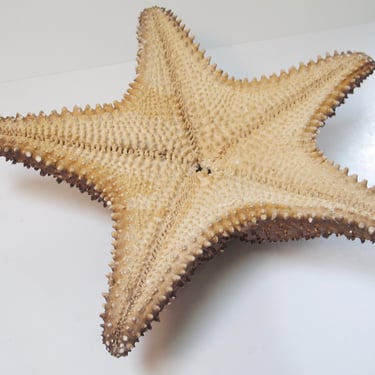 Vintage Starfish Large Starfish Shells and Seashells Beach Decor Beach Cottage Nautical Decor 