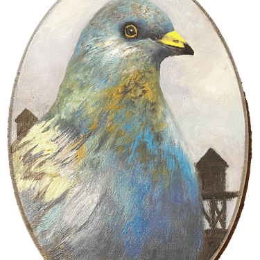 &quot;Miller&quot; Pigeon