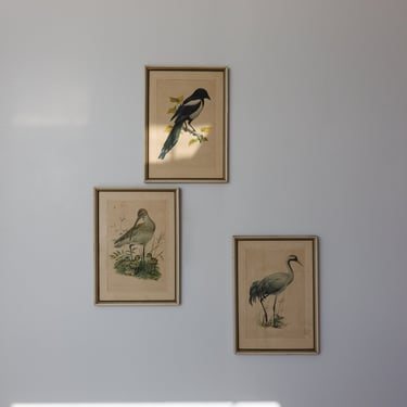 vintage Murr ornithological framed print