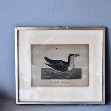 Vintage Zoology Print In Wooden Frame Dug Lithography Wall Decor School Retro Bird Print 