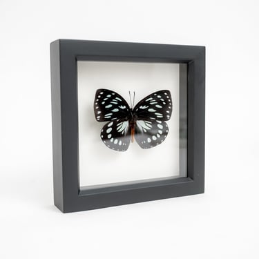Black Framed African Forest Queen Butterfly