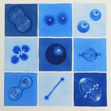 Blue Mitosis II- Original Watercolor Painting of Cell Division - Biology Art 