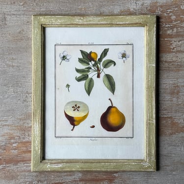 18th C. Claude Aubriet Hand-Colored Fruit Engraving of a Naples Pear