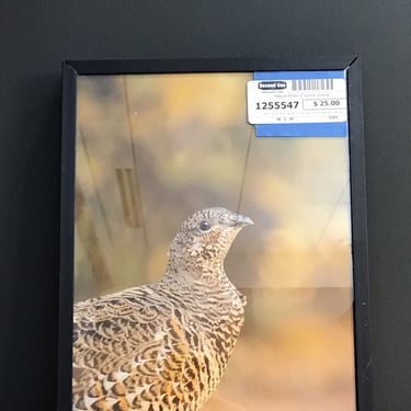 Nature Photo of Spruce Grouse (Seattle)