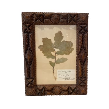 Framed Herbarium