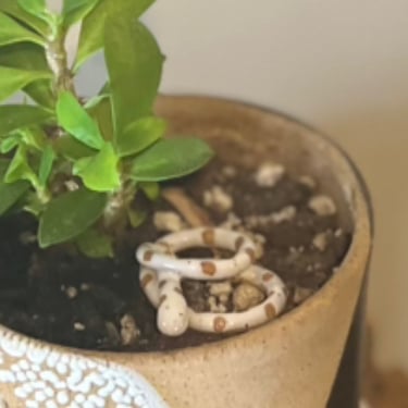 Plant buddy