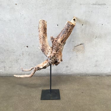 Dried Cholla Sculpture on Base