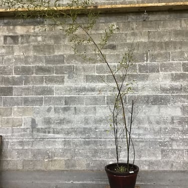 Large Glazed Pot with Bamboo Plant (Seattle)