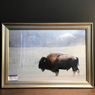 Nature Photo of a Bison (Seattle)