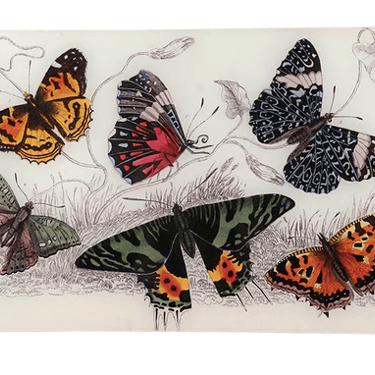 John Derian | Butterflies XI 9x14 Letter Tray